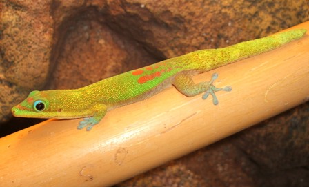 Phelsuma laticauda laticauda